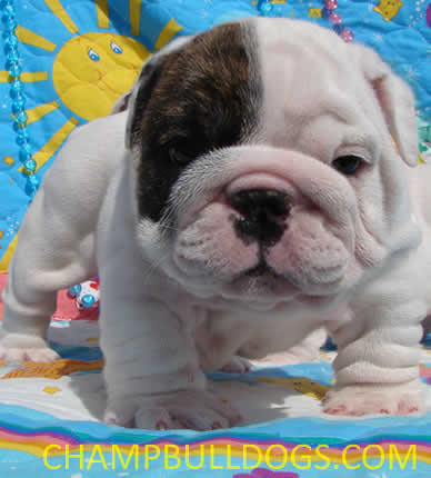 English bulldog puppies